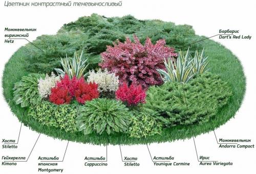 Миксбордер с гортензией схемы. Готовые схемы красивых клумб разной формы из многолетних цветов в Подмосковье для начинающих