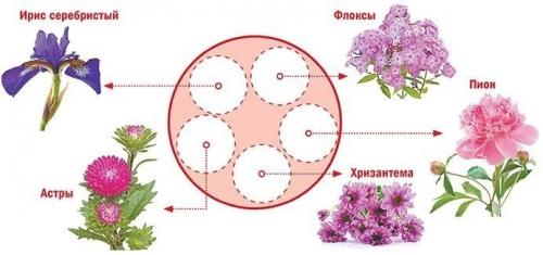 Миксбордер с гортензией схемы. Готовые схемы красивых клумб разной формы из многолетних цветов в Подмосковье для начинающих