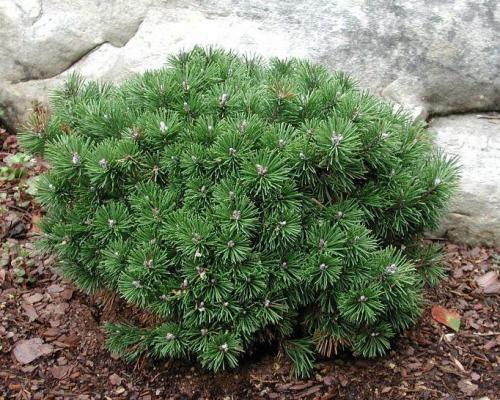 Миксбордер из хвойных с многолетниками. Преимущества и основные постулаты смешанной клумбы 16 Миксбордер из хвойных с многолетниками. Преимущества и основные постулаты смешанной клумбы 16