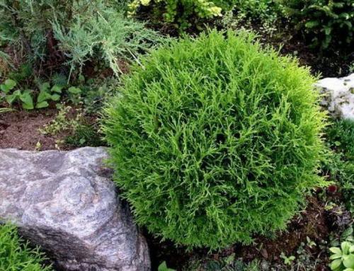 Миксбордер из хвойных с многолетниками. Преимущества и основные постулаты смешанной клумбы 14 Миксбордер из хвойных с многолетниками. Преимущества и основные постулаты смешанной клумбы 14