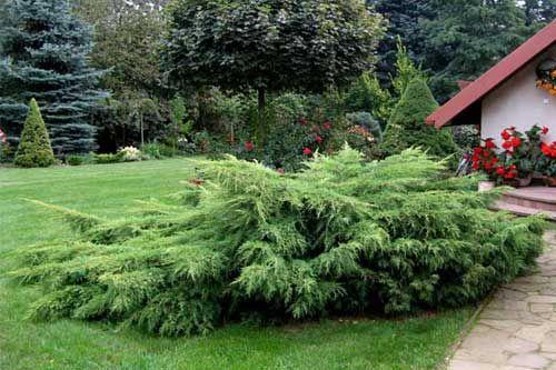 Миксбордер из хвойных с многолетниками. Преимущества и основные постулаты смешанной клумбы 12 Миксбордер из хвойных с многолетниками. Преимущества и основные постулаты смешанной клумбы 12