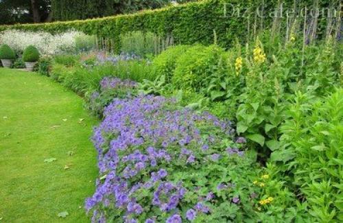 Миксбордеры из многолетников своими руками. Планировка смешанного бордюра 01 Миксбордеры из многолетников своими руками. Планировка смешанного бордюра 01