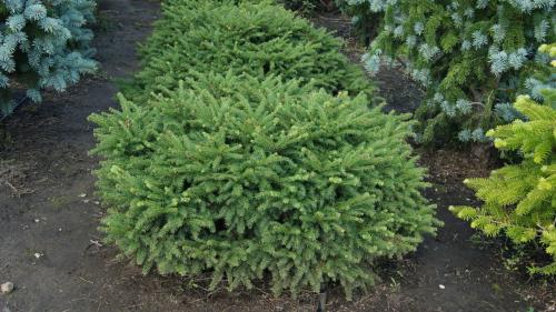 Миксбордер из хвойных с многолетниками. Преимущества и основные постулаты смешанной клумбы 13 Миксбордер из хвойных с многолетниками. Преимущества и основные постулаты смешанной клумбы 13