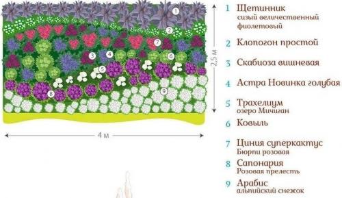 Миксбордер с гортензией схемы. Готовые схемы красивых клумб разной формы из многолетних цветов в Подмосковье для начинающих