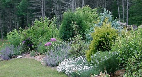 Миксбордер из многолетников: схемы. Миксбордеры из многолетников: фото и схемы