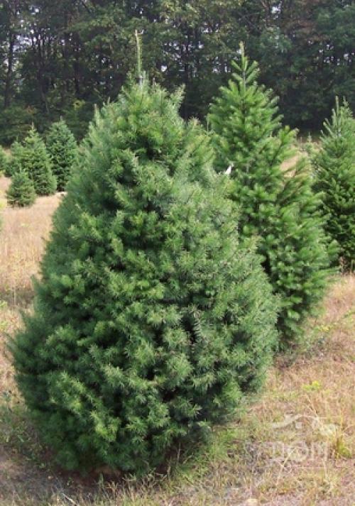 Что посадить вдоль забора в тени. Теневыносливые и тенелюбивые деревья