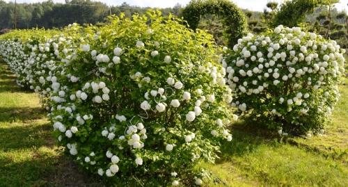Что посадить вдоль забора в тени. Теневыносливые и тенелюбивые деревья
