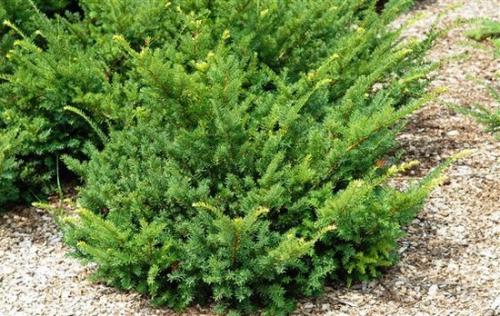 Что посадить вдоль забора в тени. Теневыносливые и тенелюбивые деревья