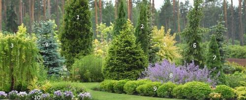 Миксбордер из многолетников: схемы. Миксбордеры из многолетников: фото и схемы