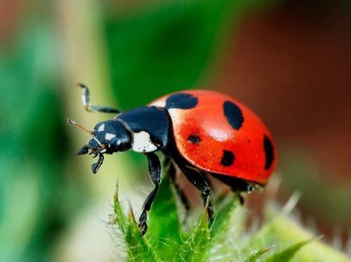 Что такое Божья коровка. Божья коровка: описание