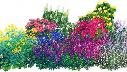 Миксбордер с гортензией схемы. Готовые схемы красивых клумб разной формы из многолетних цветов в Подмосковье для начинающих 