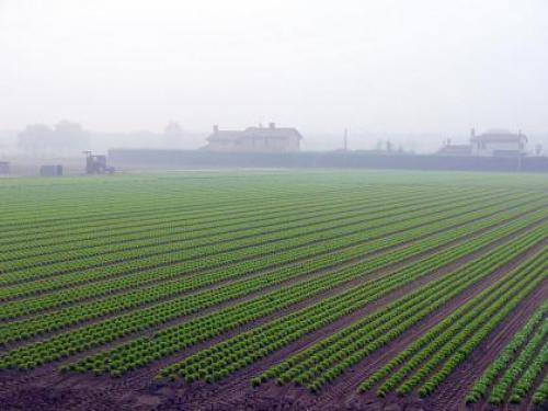 Охрана сельхозугодий. Особенности земель из состава сельскохозяйственных угодий
