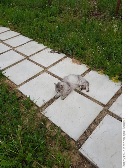 Делаем миксбордер вдоль забора. Нужна помощь по оформлению миксбордера вдоль забора