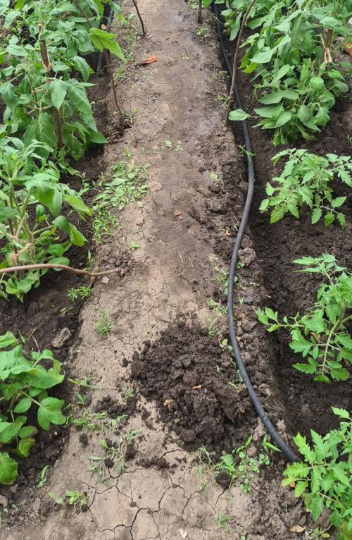 Что такое вечный капельный полив. Делюсь огородным опытом (капельный полив)