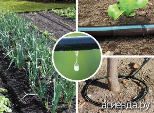 Какие преимущества имеет вечный капельный полив перед другими методами полива. Преимущества капельного полива