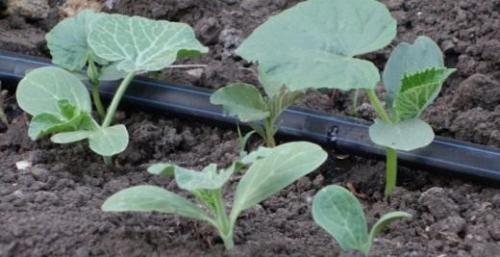 Какие растения лучше всего подходят для вечного капельного полива. 7 принципов капельного полива: