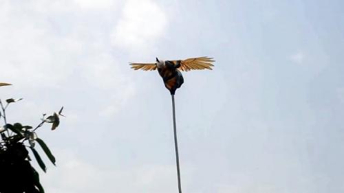 Пугало от птиц своими руками. Процесс изготовления чучела птицы