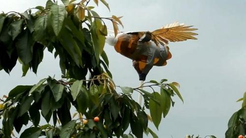 Пугало от птиц своими руками. Процесс изготовления чучела птицы