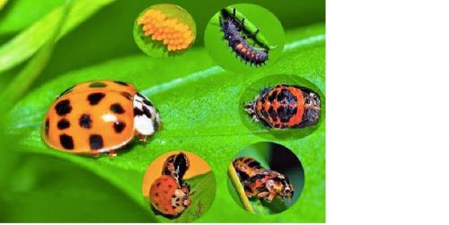 Что такое Божьи коровки. Божьи коровки: разнообразие вида и загадка пятен