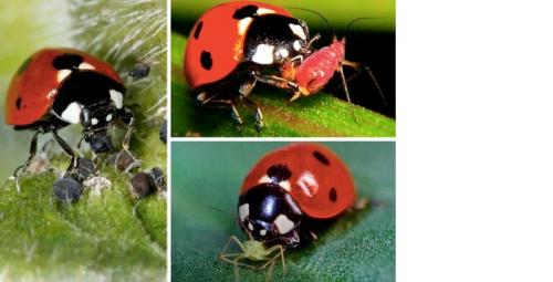 Что такое Божьи коровки. Божьи коровки: разнообразие вида и загадка пятен