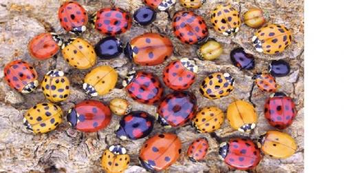 Что такое Божьи коровки. Божьи коровки: разнообразие вида и загадка пятен