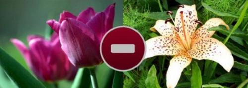 Шаг за шагом: как создать идеальный миксбордер 01 Шаг за шагом: как создать идеальный миксбордер 01