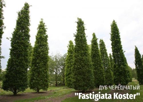 Что такое декоративное дерево. Выбираем лиственные культуры для небольшого сада