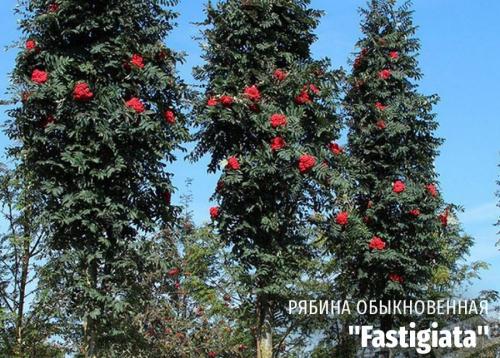 Что такое декоративное дерево. Выбираем лиственные культуры для небольшого сада