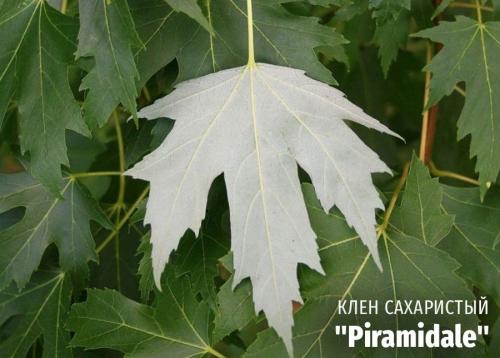 Что такое декоративное дерево. Выбираем лиственные культуры для небольшого сада