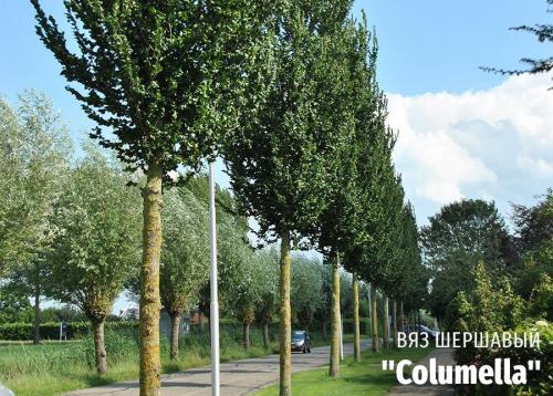 Что такое декоративное дерево. Выбираем лиственные культуры для небольшого сада