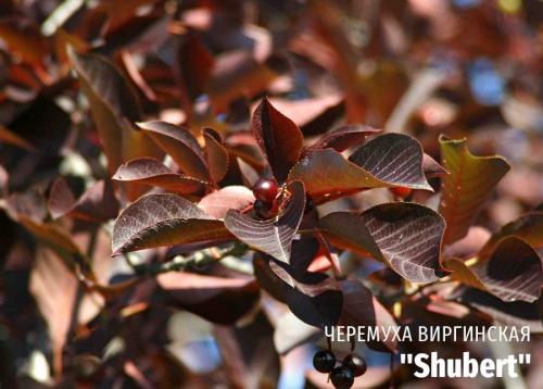 Что такое декоративное дерево. Выбираем лиственные культуры для небольшого сада