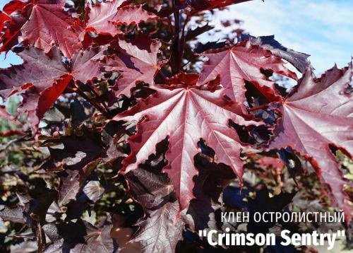 Что такое декоративное дерево. Выбираем лиственные культуры для небольшого сада