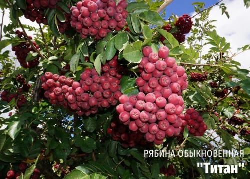 Что такое декоративное дерево. Выбираем лиственные культуры для небольшого сада