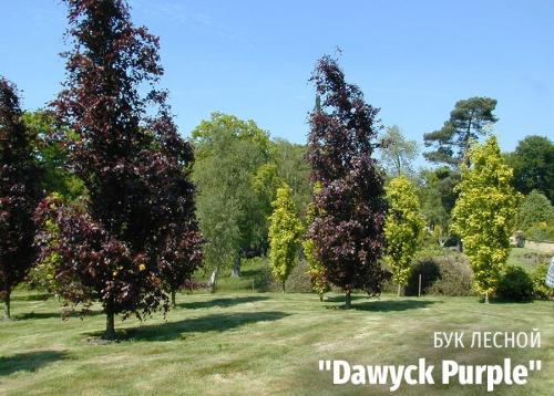 Что такое декоративное дерево. Выбираем лиственные культуры для небольшого сада