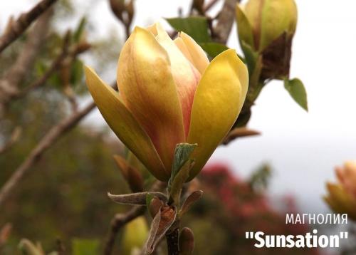 Что такое декоративное дерево. Выбираем лиственные культуры для небольшого сада