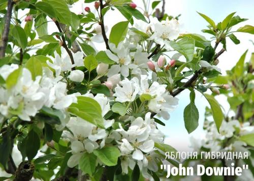 Что такое декоративное дерево. Выбираем лиственные культуры для небольшого сада