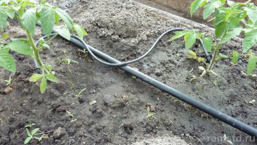 Капельный полив своими руками из бочки. Делаем капельный полив в теплице из бочки