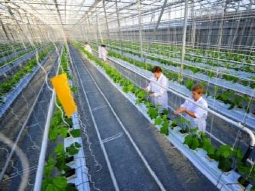 Как работает капельный полив нашего огорода 18