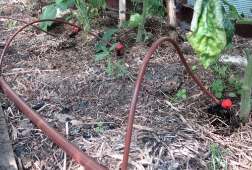 Монтаж капельного полива. Виды капельного полива