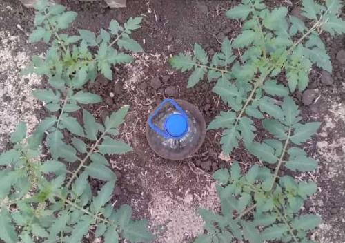 Как сделать капельный полив для огорода своими руками. Добавление статьи в новую подборку 05 Как сделать капельный полив для огорода своими руками. Добавление статьи в новую подборку 05