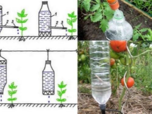 Капельный полив из бутылок. Преимущества и недостатки способа 03