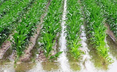 Система полива в частном доме.  Поверхностная или самотечная система полива