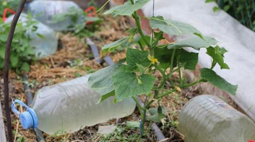 Капельный полив из бутылок для комнатных растений. Капельный полив из пластиковых бутылок