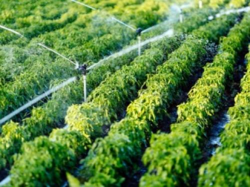 Сделай сам капельный полив своими руками для дачи без затрат. Как правильно выбрать таймеры для капельного полива 21