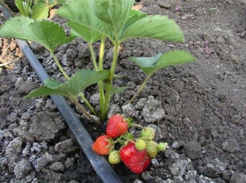 Капельный полив в домашних условиях своими руками. Виды капельного полива