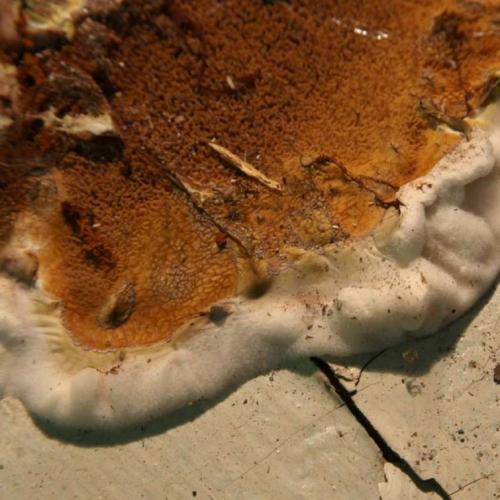 Как избежать появления плесени на стенах подвала. Плесень и грибок в погребе и подвале: причины появления