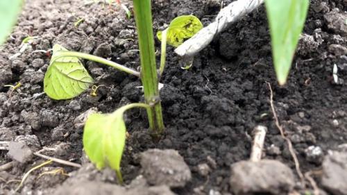 Капельный полив из бутылки - равномерный полив 30 дней. Процесс изготовления и установки капельного полива