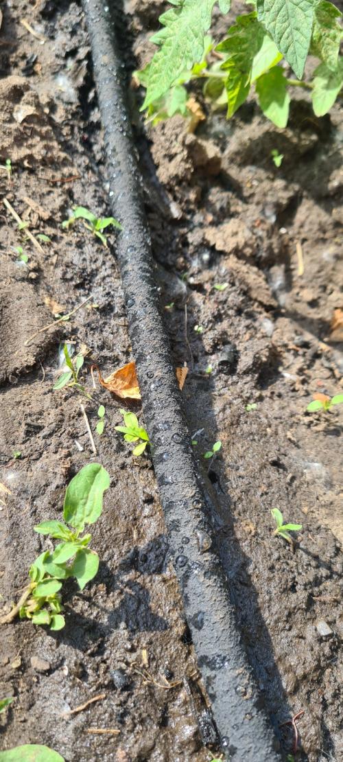 Капельный полив сада. Делюсь огородным опытом (капельный полив)