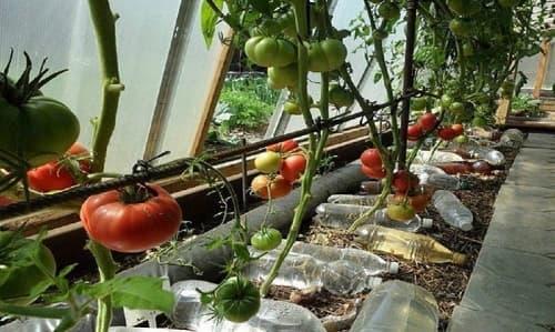 Капельный полив из бутылки с поролоном. Капельный полив для теплицы. Как сделать своими руками?