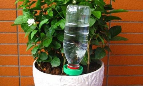 Капельный полив своими руками из бутылок для домашних цветов. Для комнатных растений